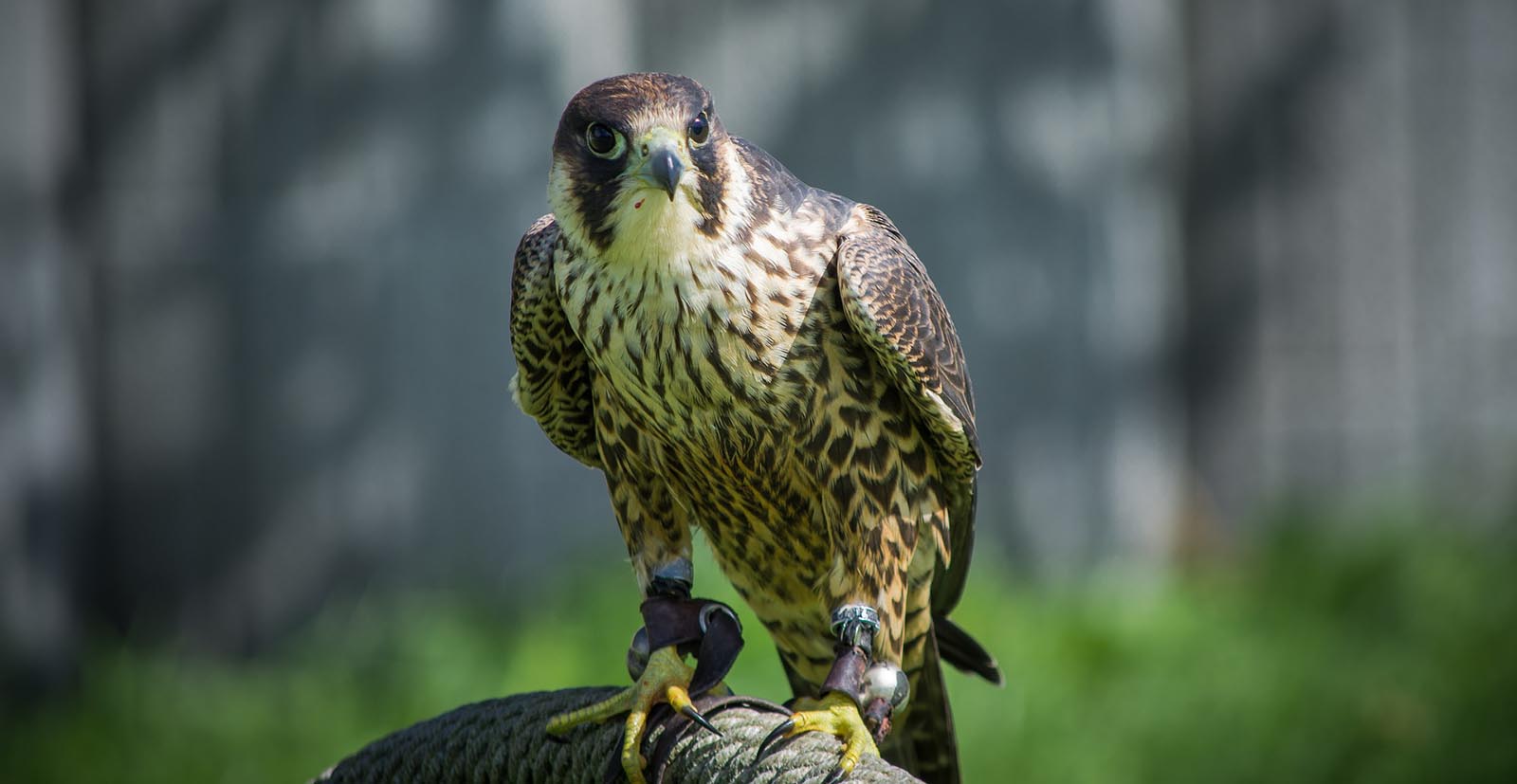 PBSI Falconry Training Course 